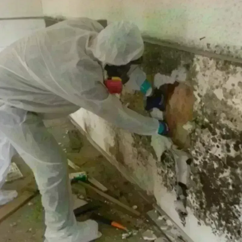 Mold Remediation and Removal in Falls Church, VA